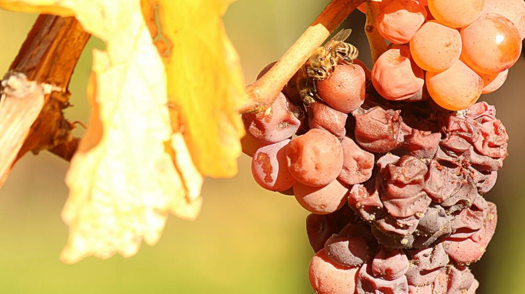 Gewurztraminer Vendanges Tardives 2018 50cl